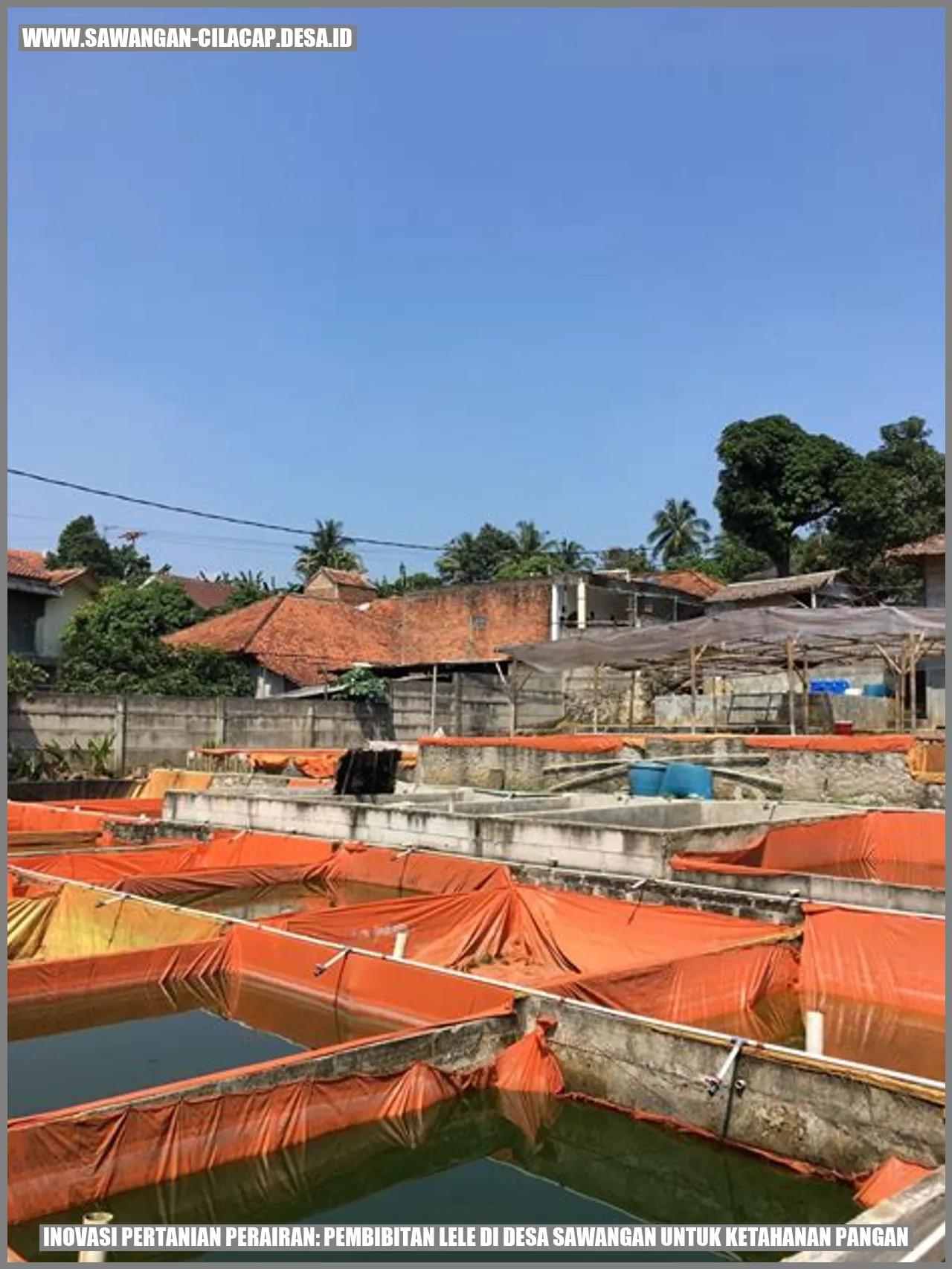 Pembibitan Lele di Desa Sawangan
