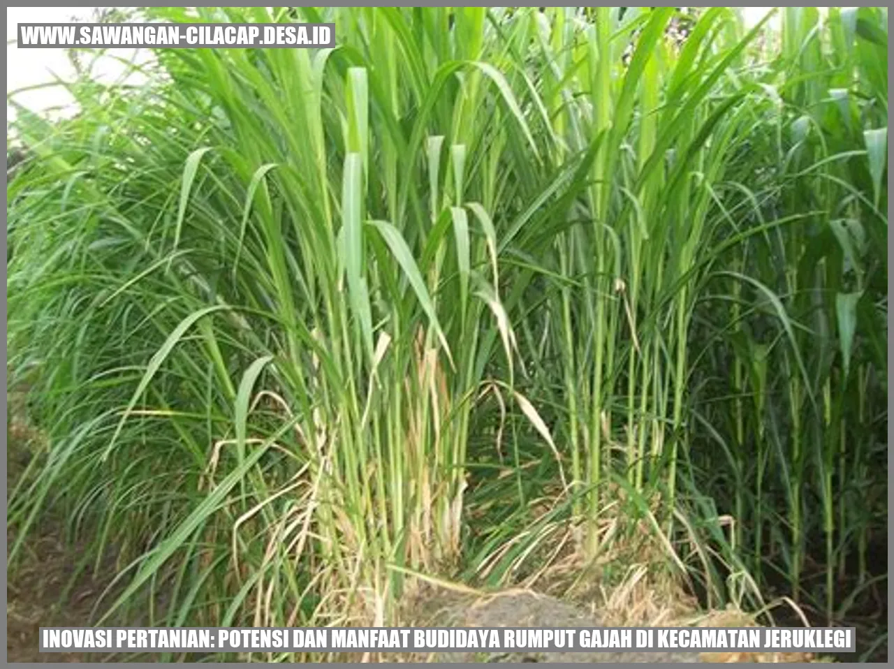 Inovasi Pertanian: Potensi dan Manfaat Budidaya Rumput Gajah di Kecamatan Jeruklegi