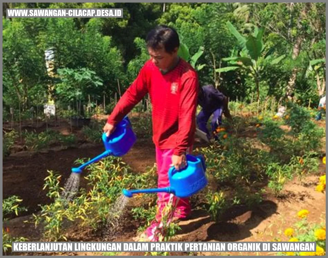 Keberlanjutan Lingkungan dalam Praktik Pertanian Organik di Sawangan