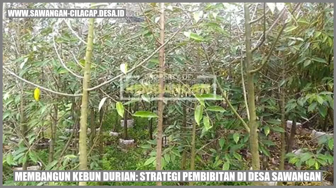 Membangun Kebun Durian: Strategi Pembibitan di Desa Sawangan