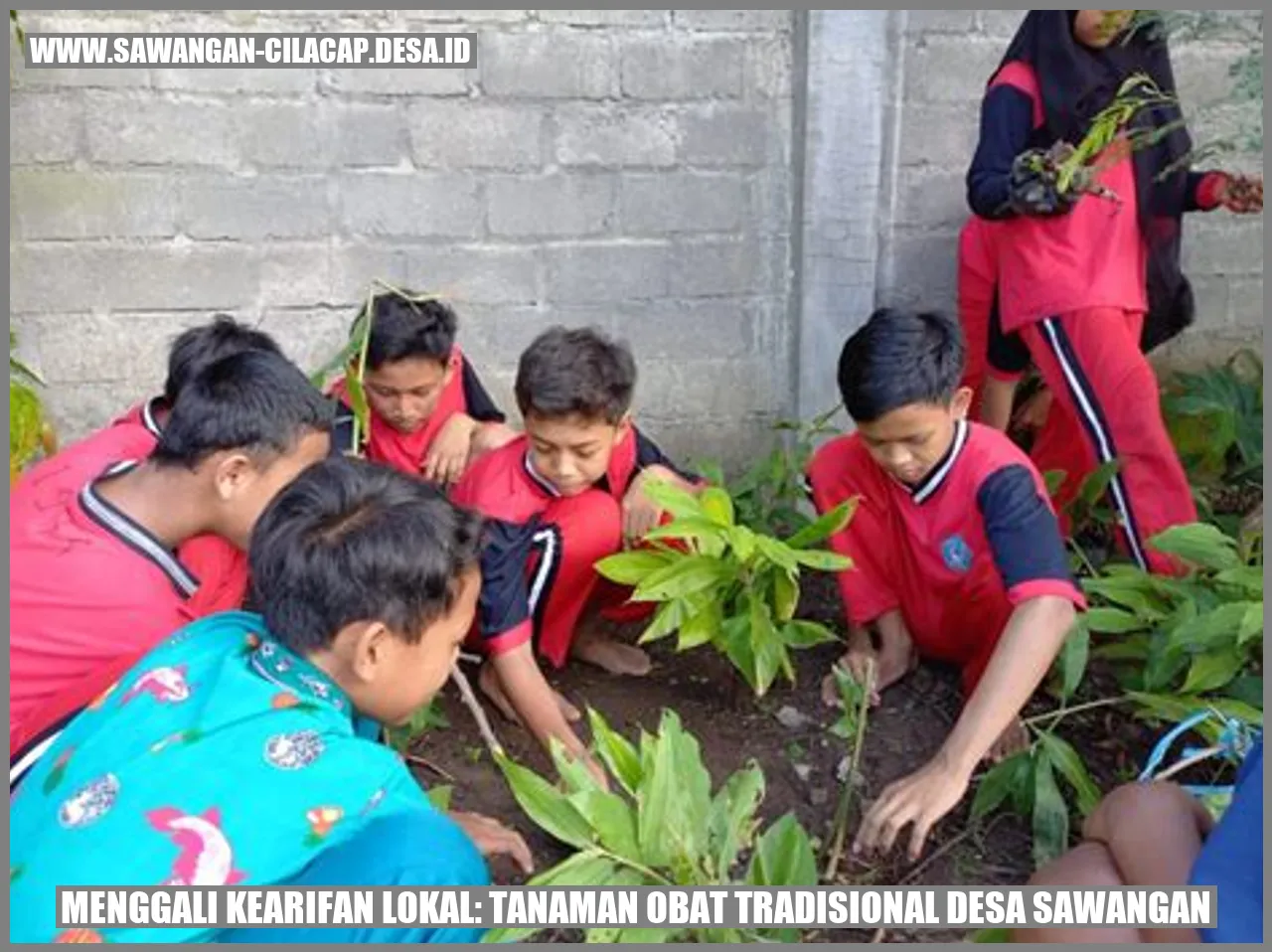 Tanaman Obat Tradisional Desa Sawangan