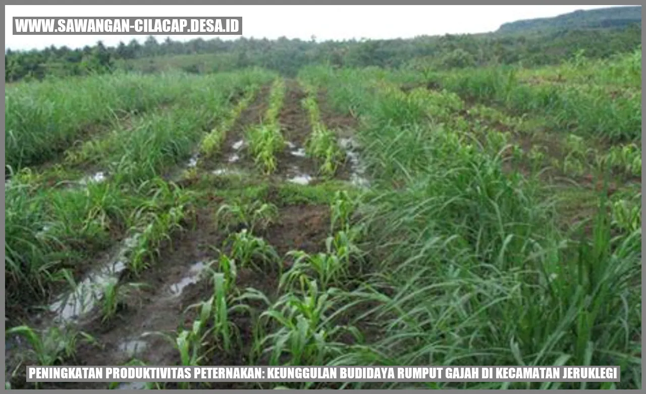 Rumput Gajah di Kecamatan Jeruklegi
