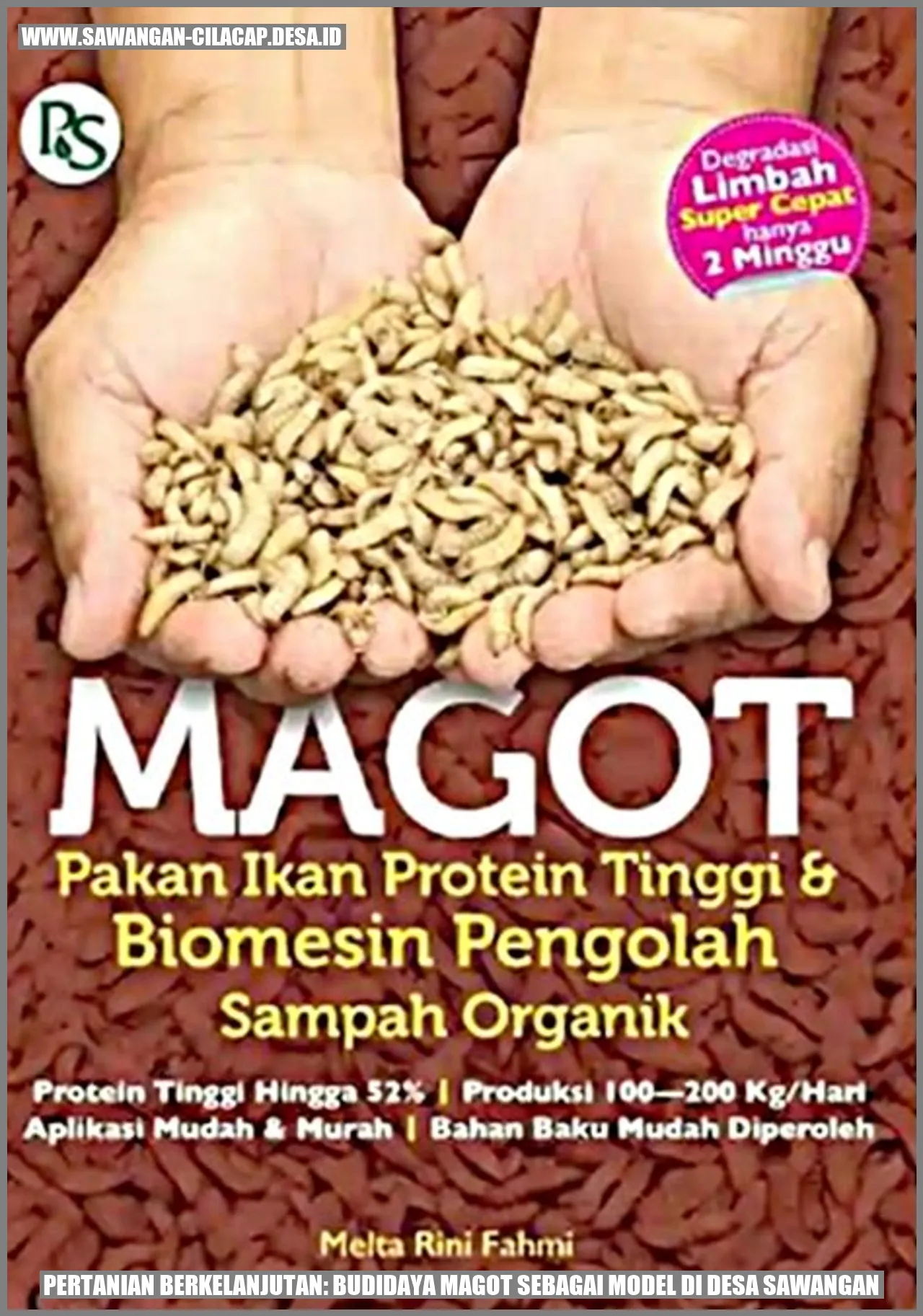 Budidaya Magot