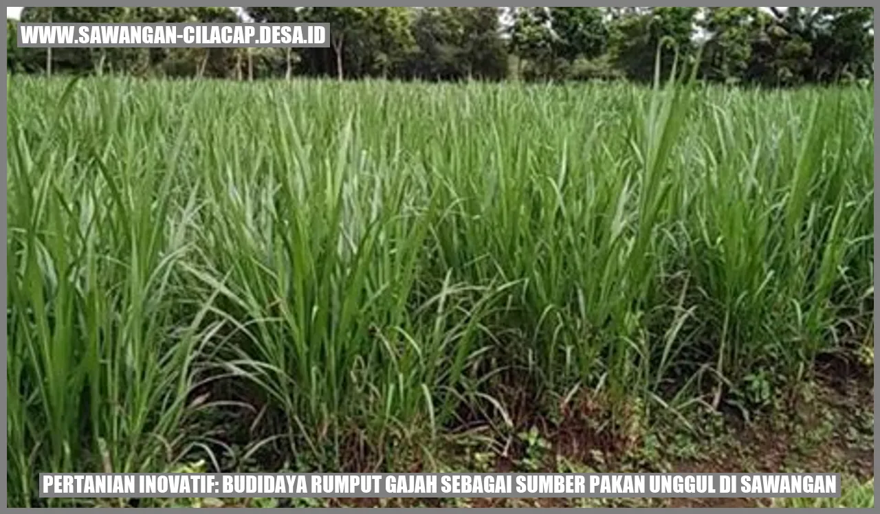 Budidaya Rumput Gajah di Sawangan