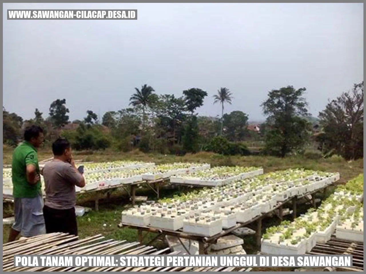 Pola Tanam Optimal: Strategi Pertanian Unggul di Desa Sawangan